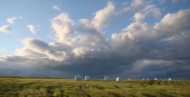 A member's bales in a Norwich, Vt field